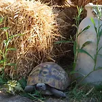 Tenuta Madre Terra Bed & Breakfast *