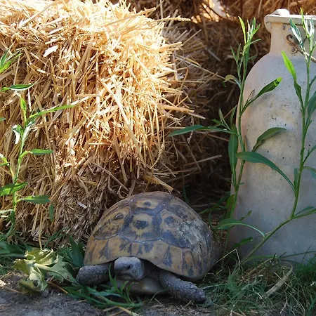 Tenuta Madre Terra Frühstückspension *