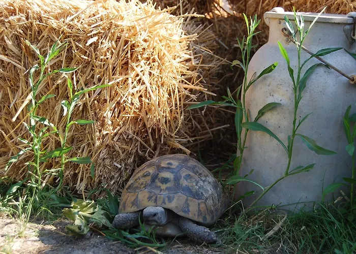 Tenuta Madre Terra 住宿加早餐酒店 *